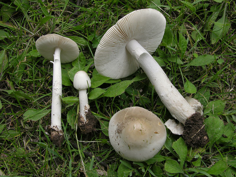 Prime Amanita rubescens e vaginata